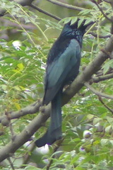 Dicrurus hottentottus