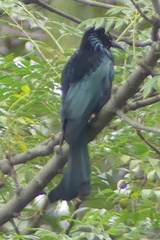 Dicrurus hottentottus