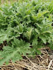 Cirsium kamtschaticum