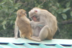 Macaca mulatta