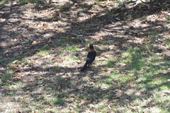 Turdus rufitorques