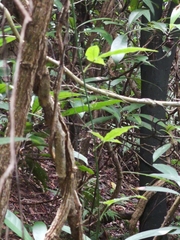 Tetrastigma formosanum