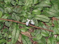 Trigonotis formosana