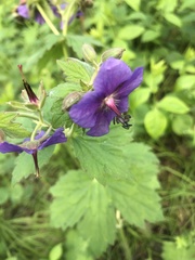 Geranium platyanthum
