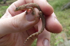 Hemidactylus kushmorensis