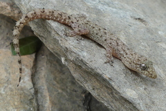 Hemidactylus kushmorensis