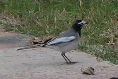 Motacilla alba