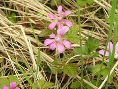 Rubus arcticus stellatus