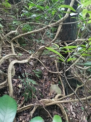 Tetrastigma formosanum