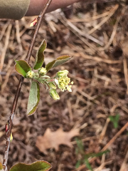 Amelanchier nantucketensis