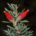 Styphelia tortifolia - Photo (c) Tim Hammer, μερικά δικαιώματα διατηρούνται (CC BY), uploaded by Tim Hammer