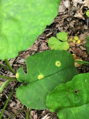 Puccinia recondita