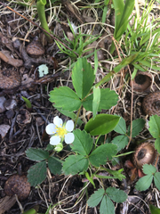 Fragaria vesca americana