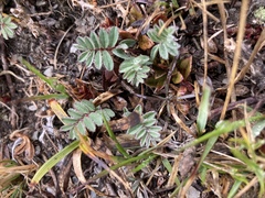 Astragalus nankotaizanensis
