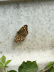 Pararge aegeria