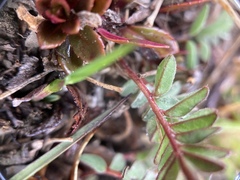 Astragalus nankotaizanensis