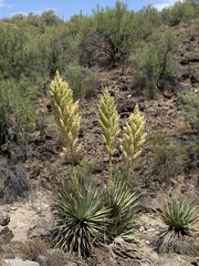 Nolina bigelovii