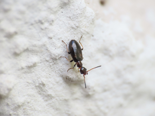 Representative image of Microhoria terminata