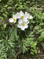 Anemonastrum crinitum
