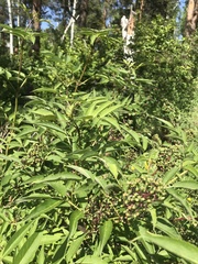 Sambucus williamsii