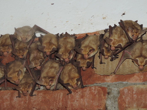 Pallid Bat