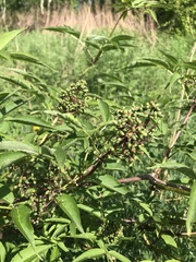 Sambucus williamsii