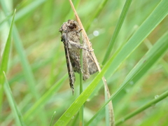 Oligia strigilis