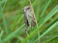 Oligia strigilis