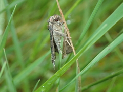 Oligia strigilis