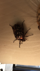 Protaetia orientalis