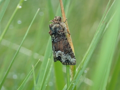 Oligia strigilis