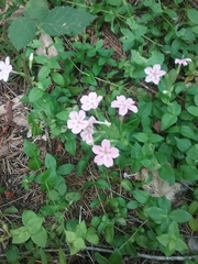 Phlox speciosa