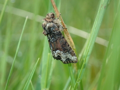 Oligia strigilis