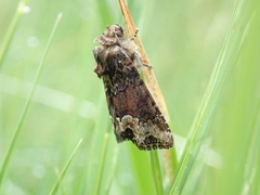 Oligia strigilis