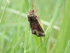 Oligia strigilis