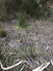 Corybas diemenicus