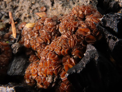 Anthracobia maurilabra