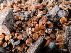 Anthracobia maurilabra