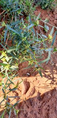 Pimelea microcephala