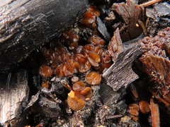 Anthracobia maurilabra