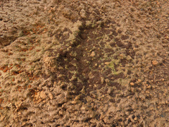 Anthracobia maurilabra