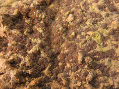 Anthracobia maurilabra