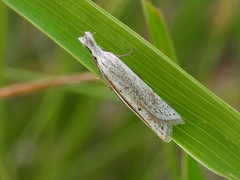 Pleurota