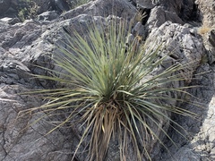 Nolina bigelovii