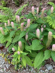 Phytolacca japonica