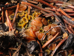 Anthracobia maurilabra