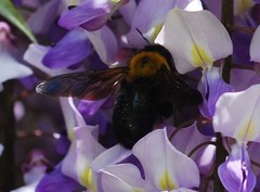 Xylocopa appendiculata