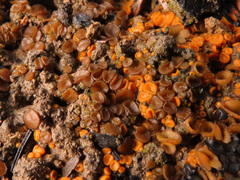 Anthracobia maurilabra