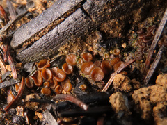 Anthracobia maurilabra