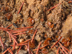 Anthracobia maurilabra